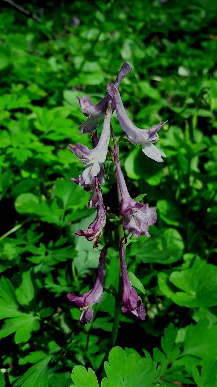 CORYDALIS